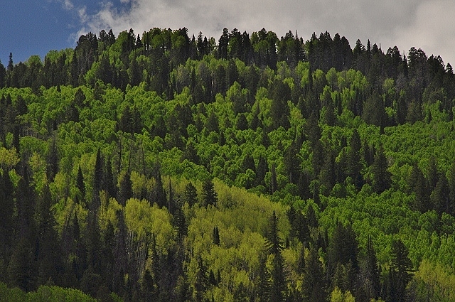 Along Highway 145